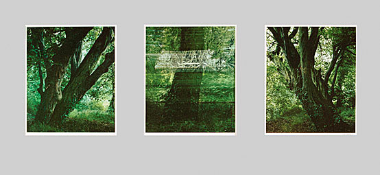 Bild Triptychon