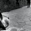 01_cane_veneziano