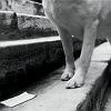 02_cane_veneziano