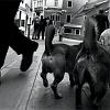 03_cane_veneziano