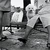 04_cane_veneziano