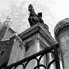 06_cane_veneziano