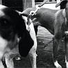 07_cane_veneziano