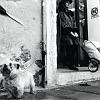 08_cane_veneziano