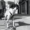 09_cane_veneziano