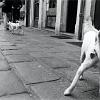 11_cane_veneziano