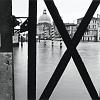 12_cane_veneziano
