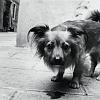 13_cane_veneziano