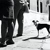 14_cane_veneziano
