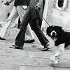 15_cane_veneziano