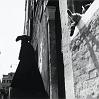 16_cane_veneziano