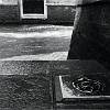 17_cane_veneziano
