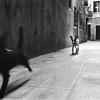 18_cane_veneziano