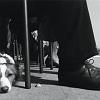 19_cane_veneziano
