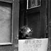 20_cane_veneziano