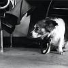 22_cane_veneziano